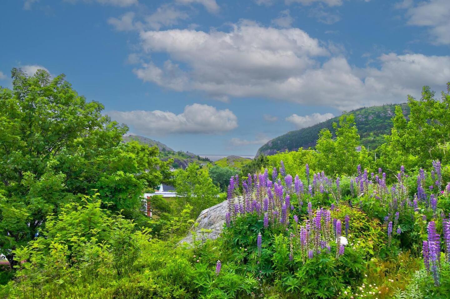 The Vista At Quidi Vidi - Stunning Views & Trails Villa St. John's Exteriör bild